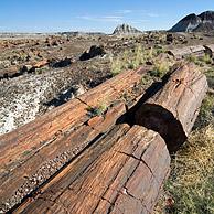 Petrified wood in the badlands of the Painted Desert and Petrified Forest NP, Arizona, USA